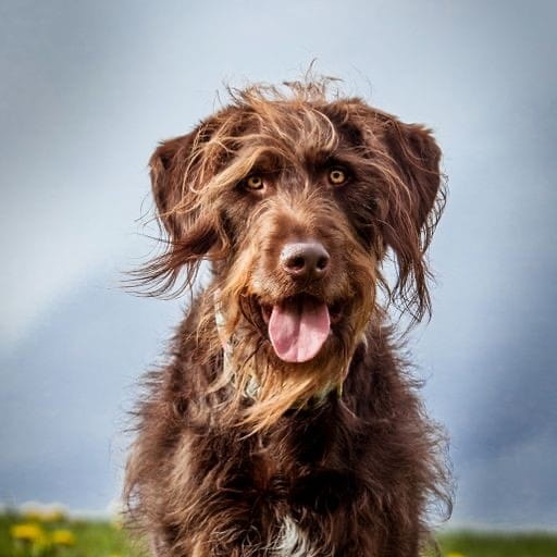 Long haired Pudelpointer dog